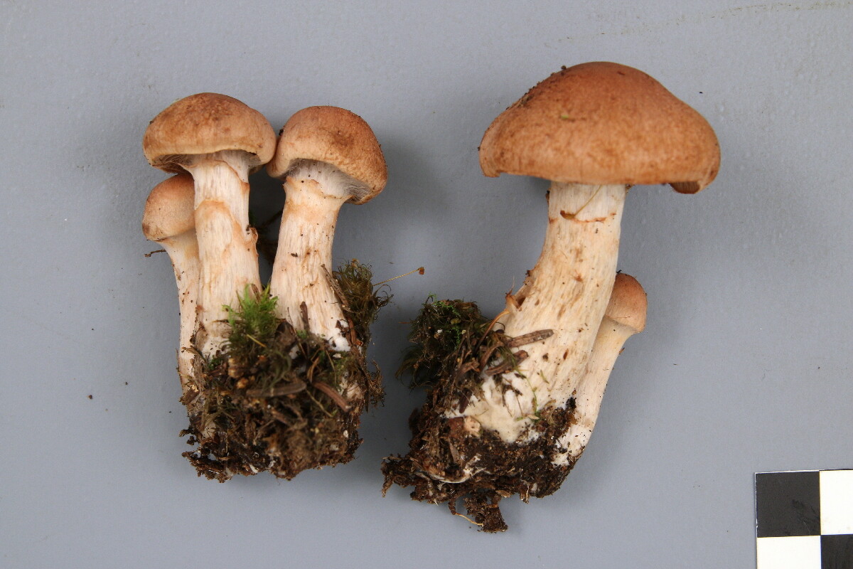 Cortinarius luteoornatus image